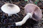 fungi images: Agaricus praeclaresquamosus